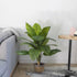 GloboStar® Artificial Garden ROHDEA JAPONICA 20068 Τεχνητό Διακοσμητικό Φυτό Ιαπωνέζικη Ροδέα Υ80cm - ledmania.gr