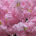 GloboStar® Artificial Garden CHERRY BLOSSOM TREE 20184 Τεχνητό Διακοσμητικό Δέντρο Βουκαμβίλια Άνθος Κερασιάς Υ320cm - ledmania.gr