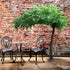 GloboStar® Artificial Garden BANYAN FICUS TREE 20186 Τεχνητό Διακοσμητικό Δέντρο Ινδική Συκιά Φίκος Υ320cm - ledmania.gr