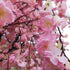 GloboStar® Artificial Garden CHERRY BLOSSOM TREE 20212 Τεχνητό Διακοσμητικό Δέντρο Άνθος Κερασιάς Υ300cm - ledmania.gr