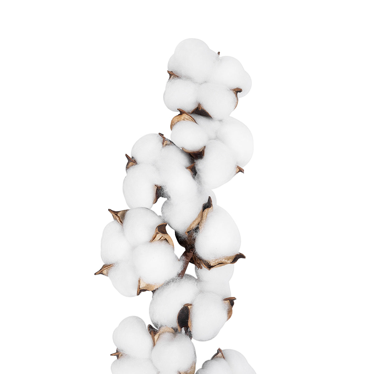 GloboStar® Artificial Garden COTTON BRANCH 20559 Τεχνητό Διακοσμητικό Κλαδί βαμβάκι Y55cm - ledmania.gr