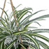 GloboStar® Artificial Garden CHLOROPHYTUM COMOSUM HANGING PLANT 20638 Τεχνητό Κρεμαστό Διακοσμητικό Χλωρόφυτο  Y50cm - ledmania.gr