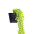 GloboStar® Artificial Garden HANGING MYRTLE 20881 - Τεχνητό Κρεμαστό Διακοσμητικό Φυτό Μυρτιά Φ21 x Y80cm - ledmania.gr