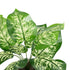 GloboStar® Artificial Garden DIEFFENBACHIA POTTED PLANT 20897 Διακοσμητικό Φυτό Διεφενμπάχια Φ40 x Υ33cm - ledmania.gr