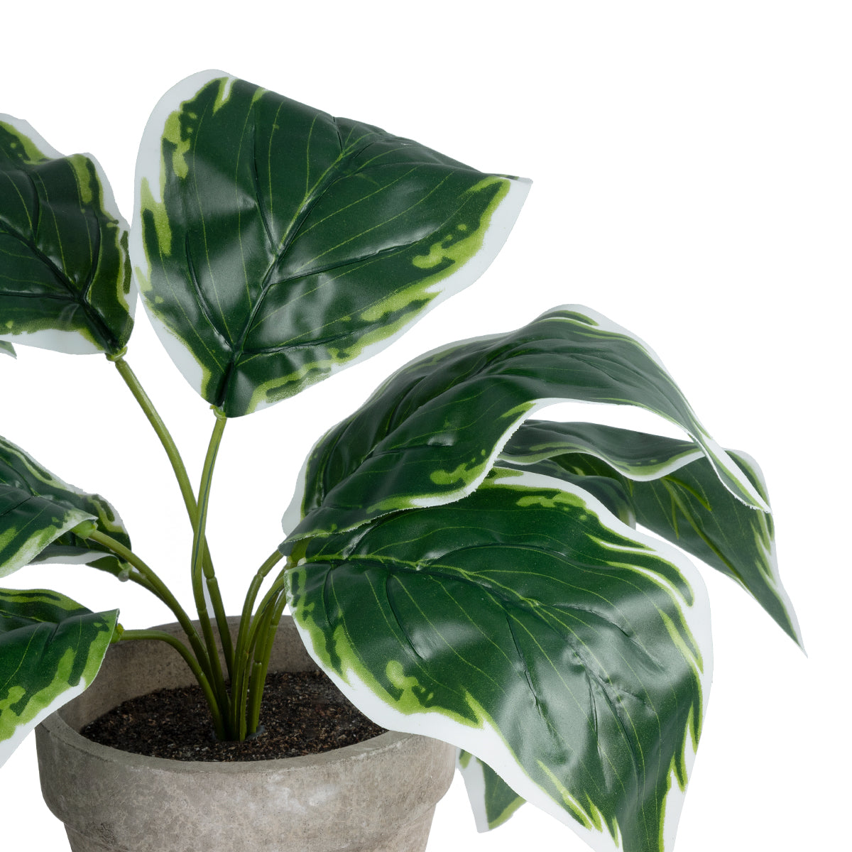 GloboStar® Artificial Garden WHITE HOSTA 20900 Διακοσμητικό Φυτό Λευκή  Χόστα Υ40cm - ledmania.gr
