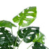 GloboStar® Artificial Garden MONSTERA 20909 Διακοσμητικό Φυτό Μονστέρα Υ75cm - ledmania.gr