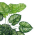 GloboStar® Artificial Garden CALATHEA 20922 Διακοσμητικό Φυτό Καλαθέα Υ80cm - ledmania.gr