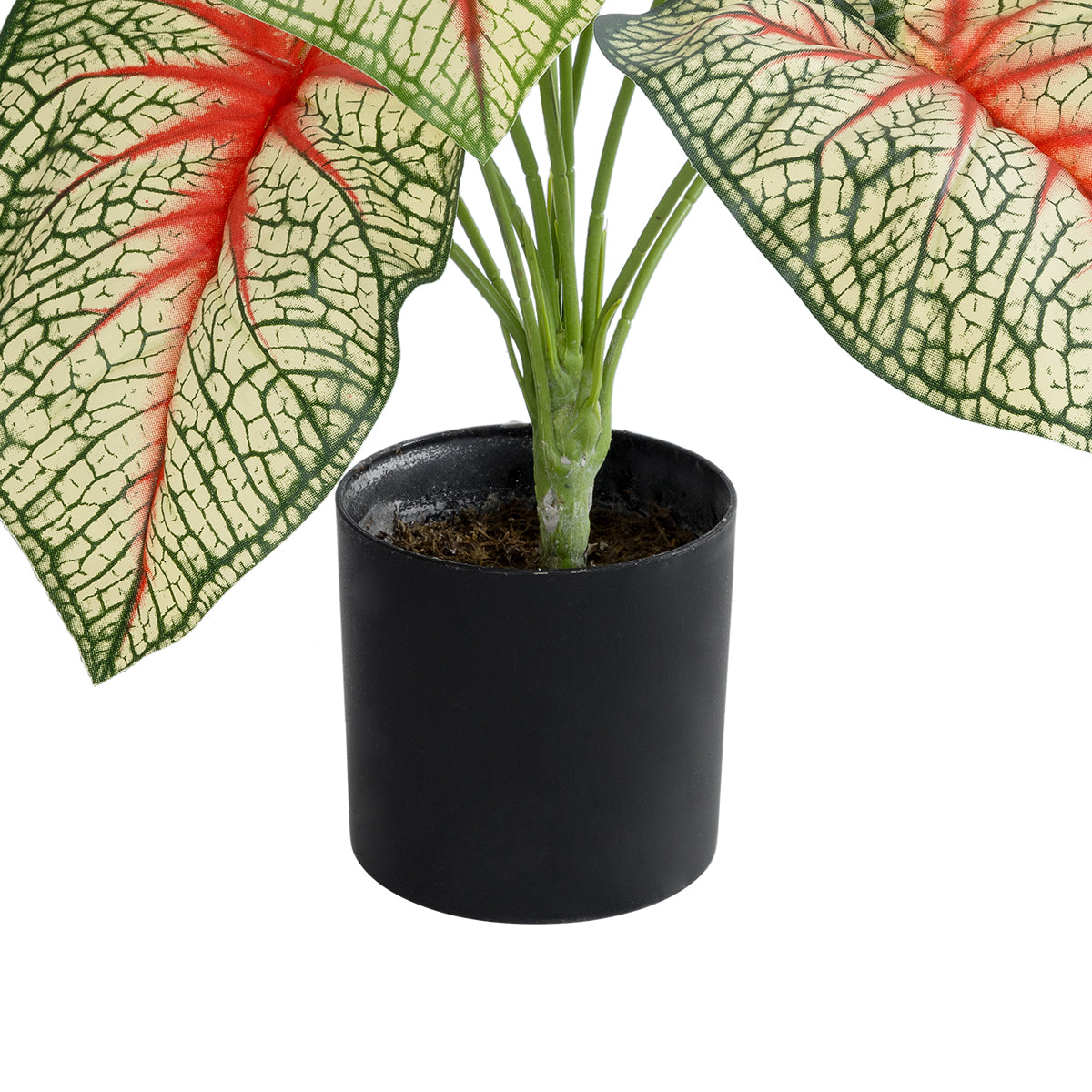 GloboStar® Artificial Garden CALADIUM 20932 Διακοσμητικό Φυτό Καλάντιουμ Υ55cm - ledmania.gr