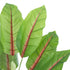 GloboStar® Artificial Garden BLOOD BANANA 20944 Διακοσμητικό Φυτό Αιματόφυλλη Μπανανιά Υ90cm - ledmania.gr