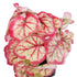 GloboStar® Artificial Garden RED BEGONIA PLANT 20948 Διακοσμητικό Φυτό Κόκκινη Μπιγόνια Φ23 x Υ16cm - ledmania.gr