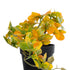 GloboStar® Artificial Garden SCHEFFLERA MIX PLANT 20955 Διακοσμητικό Φυτό Σεφλέρα Φ20 x Υ18cm - ledmania.gr