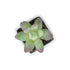 GloboStar® Artificial Garden  SUCCULENT SEDEVERIA POTTED PLANT 20975 Διακοσμητικό Φυτό Φοίνικα Σερενόα Φ7 x Υ8cm - ledmania.gr