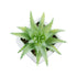 GloboStar® Artificial Garden SUCCULENT ALOE LOTUS 20976 Διακοσμητικό Φυτό Παχύφυτο Λωτός Αλόης Υ8cm - ledmania.gr