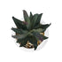 GloboStar® Artificial Garden SUCCULENT ALOE POTTED PLANT 20978 Διακοσμητικό Φυτό Αλόης Φ7 x Υ14cm - ledmania.gr