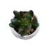 GloboStar® Artificial Garden SUCCULENT CRASSULA 20979 Διακοσμητικό Φυτό Παχύφυτο Κράσουλα Υ9cm - ledmania.gr