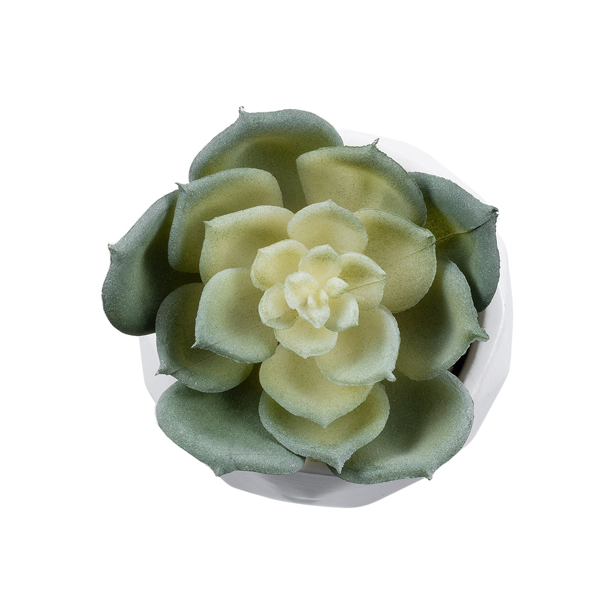 GloboStar® Artificial Garden SUCCULENT ECHEVERIA 20980 Διακοσμητικό Φυτό Παχύφυτο Εχεβέρια Υ7.5cm - ledmania.gr