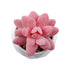GloboStar® Artificial Garden SUCCULENT SEDEVERIA 20981 Διακοσμητικό Φυτό Παχύφυτο Σεντεβέρια Υ8cm - ledmania.gr