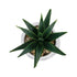 GloboStar® Artificial Garden SUCCULENT ALOE POTTED PLANT 20992 Διακοσμητικό Φυτό Αλόη Φ8 x Υ12cm - ledmania.gr