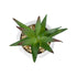 GloboStar® Artificial Garden SUCCULENT ALOE POTTED PLANT 20993 Διακοσμητικό Φυτό Αλόη Φ8 x Υ12cm - ledmania.gr