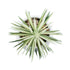 GloboStar® Artificial Garden SUCCULENT SENECIO 20997 Διακοσμητικό Φυτό Παχύφυτο Σενέκιο Υ12cm - ledmania.gr