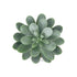 GloboStar® Artificial Garden SUCCULENT SEDEVERIA POTTED PLANT 20998 Διακοσμητικό Φυτό Σεδεβέρια  Φ7 x Υ9cm - ledmania.gr