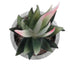 GloboStar® Artificial Garden SUCCULENT ALOE 21008 Διακοσμητικό Φυτό Παχύφυτο Αλόη Υ14cm - ledmania.gr