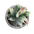 GloboStar® Artificial Garden SUCCULENT ALOE 21009 Διακοσμητικό Φυτό Παχύφυτο Αλόη Υ14cm - ledmania.gr