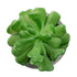GloboStar® Artificial Garden SUCCULENT CRASSULA 21014 Διακοσμητικό Φυτό Παχύφυτο Κράσουλα Υ11.5cm - ledmania.gr