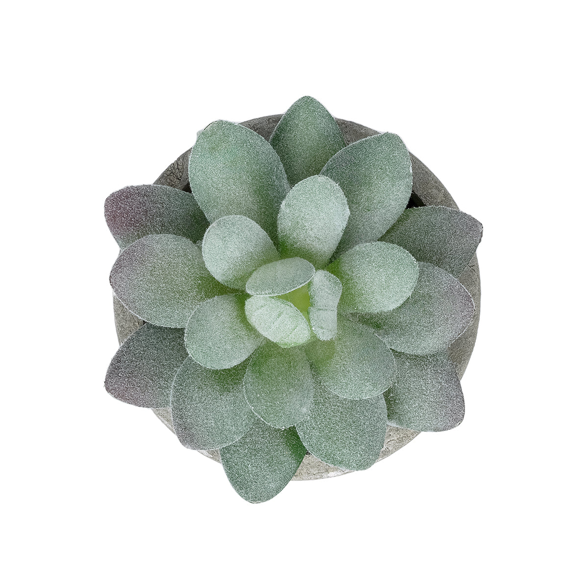 GloboStar® Artificial Garden SUCCULENT SEDEVERIA POTTED PLANT 21016 Διακοσμητικό Φυτό Σεδεβέρια  Φ7 x Υ8cm - ledmania.gr
