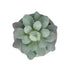 GloboStar® Artificial Garden SUCCULENT SEDEVERIA POTTED PLANT 21016 Διακοσμητικό Φυτό Σεδεβέρια  Φ7 x Υ8cm - ledmania.gr