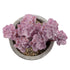 GloboStar® Artificial Garden SUCCULENT SEDUM 21017 Διακοσμητικό Φυτό Παχύφυτο Σέδο Υ10cm - ledmania.gr