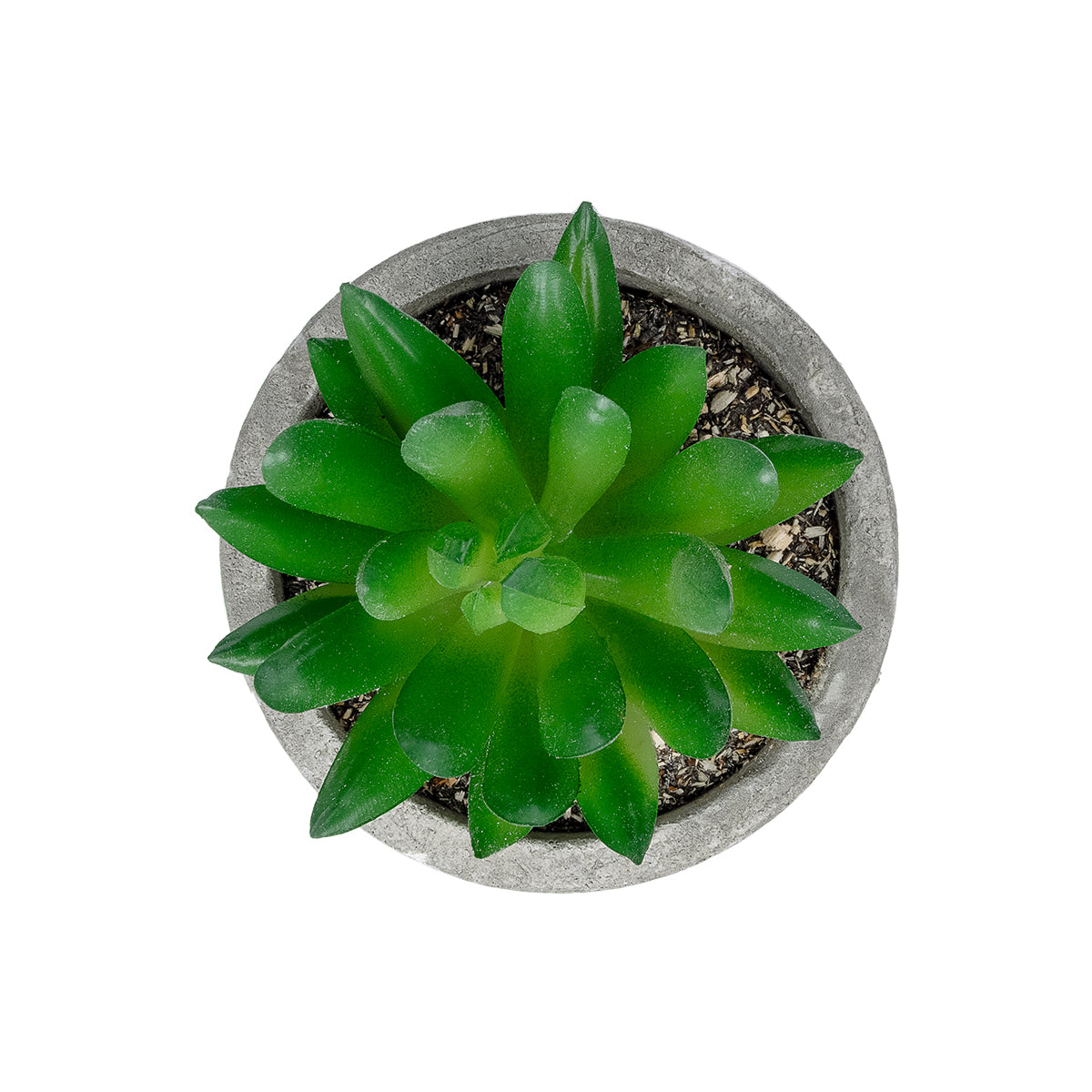 GloboStar® Artificial Garden SUCCULENT SEDEVERIA POTTED PLANT 21019 Διακοσμητικό Φυτό Σεδεβέρια  Φ6,5 x Υ9cm - ledmania.gr