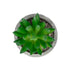 GloboStar® Artificial Garden SUCCULENT SEDEVERIA POTTED PLANT 21019 Διακοσμητικό Φυτό Σεδεβέρια  Φ6,5 x Υ9cm - ledmania.gr