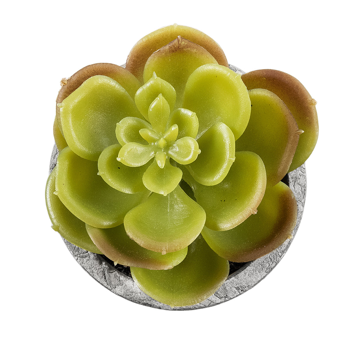 GloboStar® Artificial Garden SUCCULENT SEDEVERIA 21021 Διακοσμητικό Φυτό Παχύφυτο Σεντεβέρια Υ8.5cm - ledmania.gr