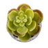 GloboStar® Artificial Garden SUCCULENT SEDEVERIA 21021 Διακοσμητικό Φυτό Παχύφυτο Σεντεβέρια Υ8.5cm - ledmania.gr