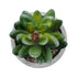GloboStar® Artificial Garden SUCCULENT SEDEVERIA 21023 Διακοσμητικό Φυτό Παχύφυτο Σεντεβέρια Υ10cm - ledmania.gr