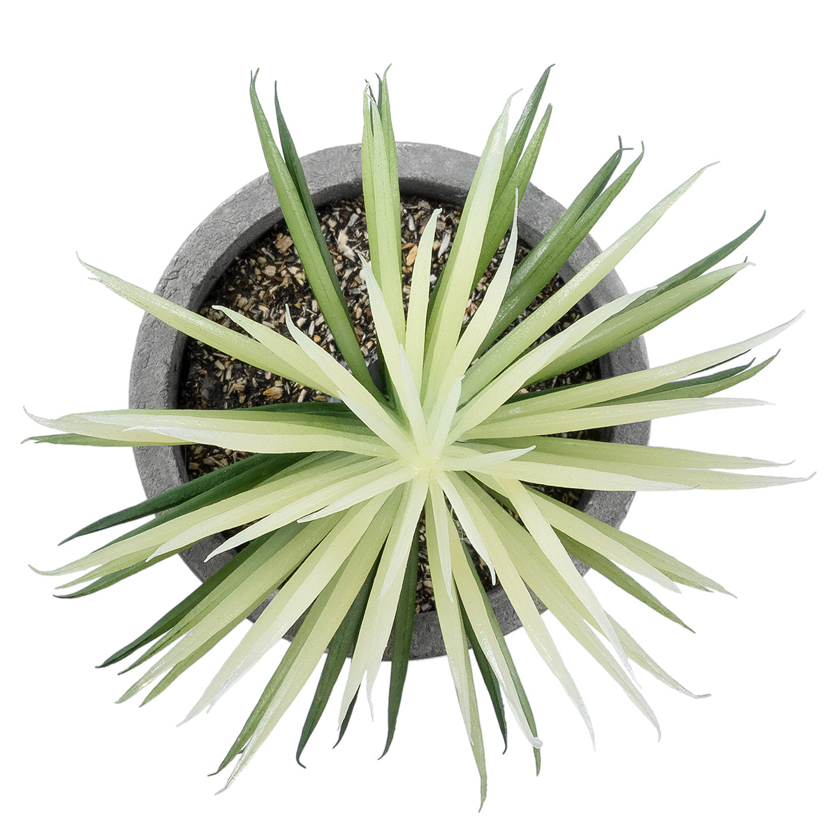 GloboStar® Artificial Garden SUCCULENT SENECIO 21024 Διακοσμητικό Φυτό Παχύφυτο Σενέκιο Υ12cm - ledmania.gr