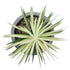 GloboStar® Artificial Garden SUCCULENT SENECIO 21024 Διακοσμητικό Φυτό Παχύφυτο Σενέκιο Υ12cm - ledmania.gr