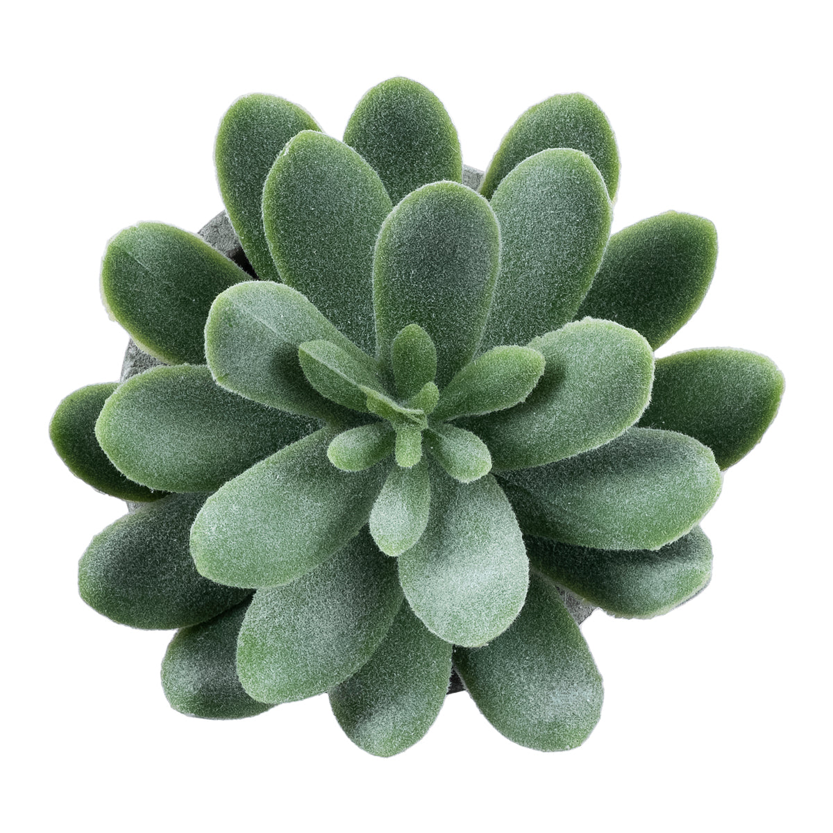 GloboStar® Artificial Garden SUCCULENT SEDEVERIA 21025 Διακοσμητικό Φυτό Παχύφυτο Σεντεβέρια Υ10.5cm - ledmania.gr