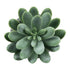GloboStar® Artificial Garden SUCCULENT SEDEVERIA 21025 Διακοσμητικό Φυτό Παχύφυτο Σεντεβέρια Υ10.5cm - ledmania.gr