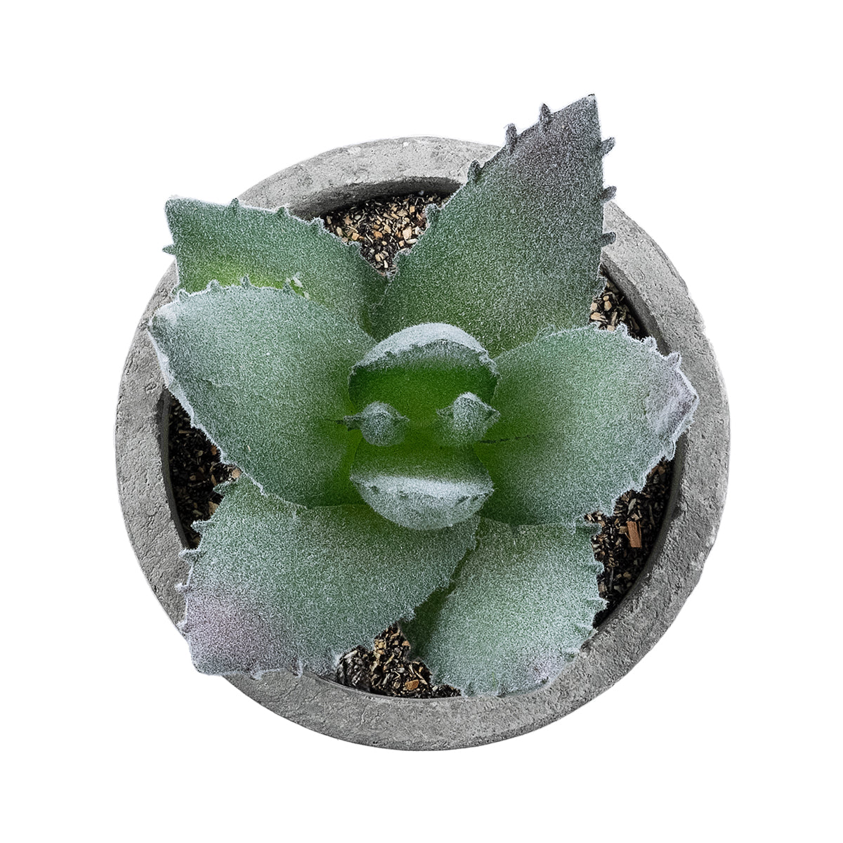 GloboStar® Artificial Garden SUCCULENT ALOE 21026 Διακοσμητικό Φυτό Παχύφυτο Αλόη Υ10.5cm - ledmania.gr