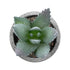 GloboStar® Artificial Garden SUCCULENT ALOE 21026 Διακοσμητικό Φυτό Παχύφυτο Αλόη Υ10.5cm - ledmania.gr