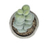 GloboStar® Artificial Garden SUCCULENT SEDEVERIA POTTED PLANT 21027 Διακοσμητικό Φυτό Σεδεβέρια  Φ5 x Υ11cm - ledmania.gr