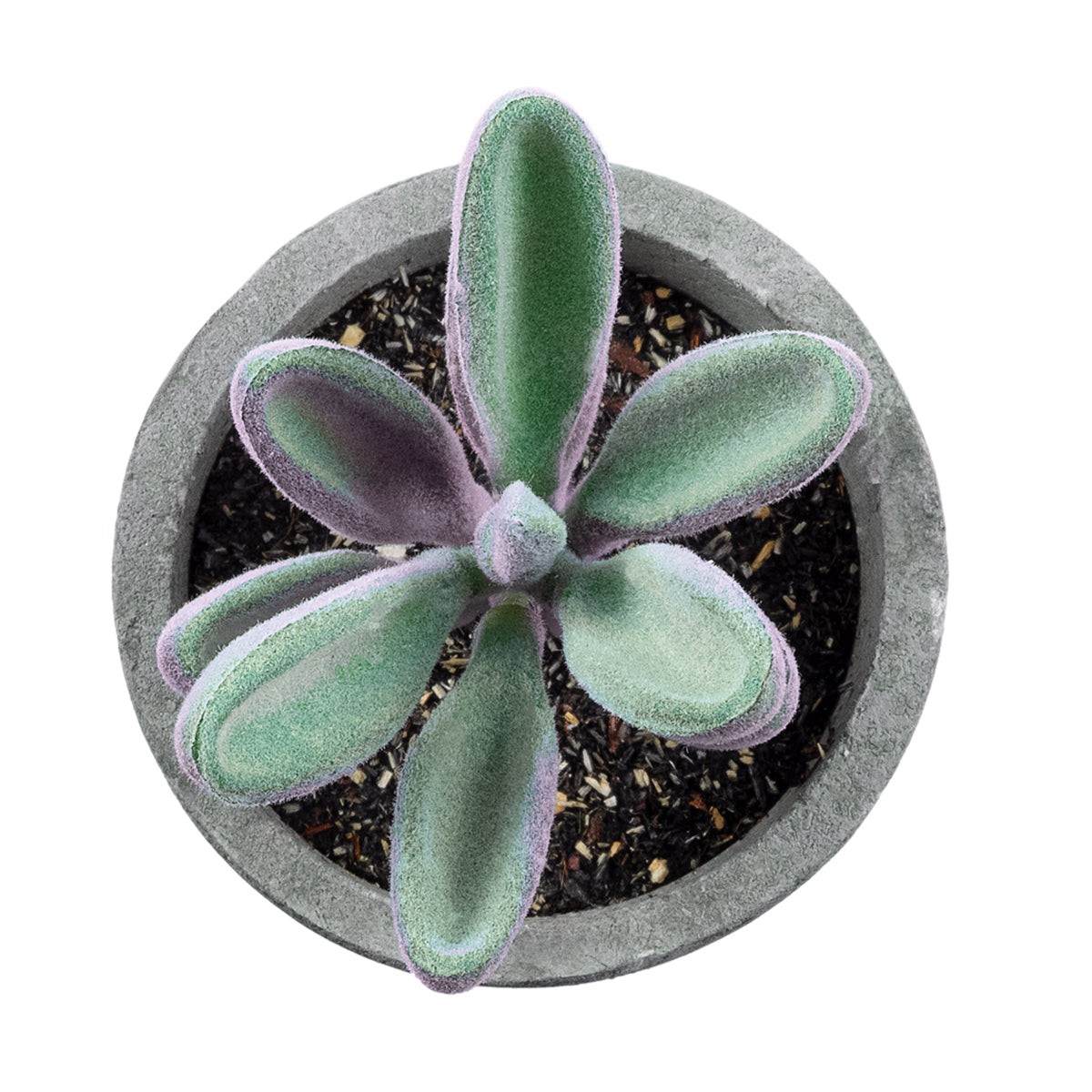 GloboStar® Artificial Garden SUCCULENT CRASULLA 21031 Διακοσμητικό Φυτό Παχύφυτο Κράσουλα Υ11cm - ledmania.gr