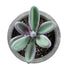 GloboStar® Artificial Garden SUCCULENT CRASULLA 21031 Διακοσμητικό Φυτό Παχύφυτο Κράσουλα Υ11cm - ledmania.gr