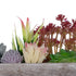 GloboStar® Artificial Garden SUCCULENT VARIUS PLANT POTTED 21033 Διακοσμητικό Φυτό Μίξ Μ29 x Π10 x Υ18cm - ledmania.gr