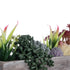 GloboStar® Artificial Garden SUCCULENT VARIUS PLANT POTTED 21033 Διακοσμητικό Φυτό Μίξ Μ29 x Π10 x Υ18cm - ledmania.gr