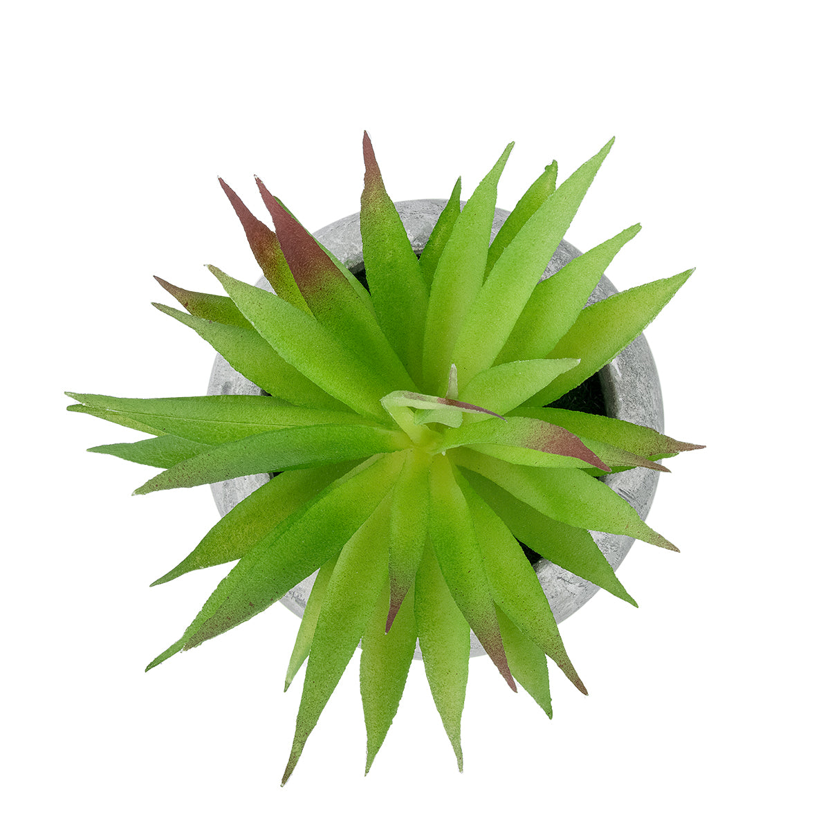 GloboStar® Artificial Garden AIR PLANT TILLANDSIA POTTED PLANT 21036 Διακοσμητικό Φυτό Τιλάντσια Φ12 x Υ15cm - ledmania.gr