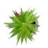 GloboStar® Artificial Garden AIR PLANT TILLANDSIA POTTED PLANT 21036 Διακοσμητικό Φυτό Τιλάντσια Φ12 x Υ15cm - ledmania.gr
