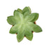 GloboStar® Artificial Garden SUCCULENT ECHEVERIA POTTED PLANT 21048 Διακοσμητικό Φυτό Εχεβέρια Φ13 x Υ18cm - ledmania.gr